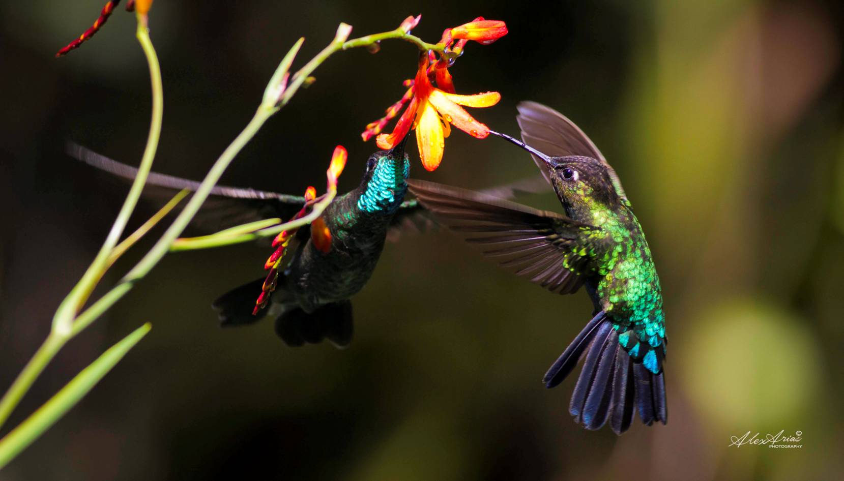 Hummingbirds near flower