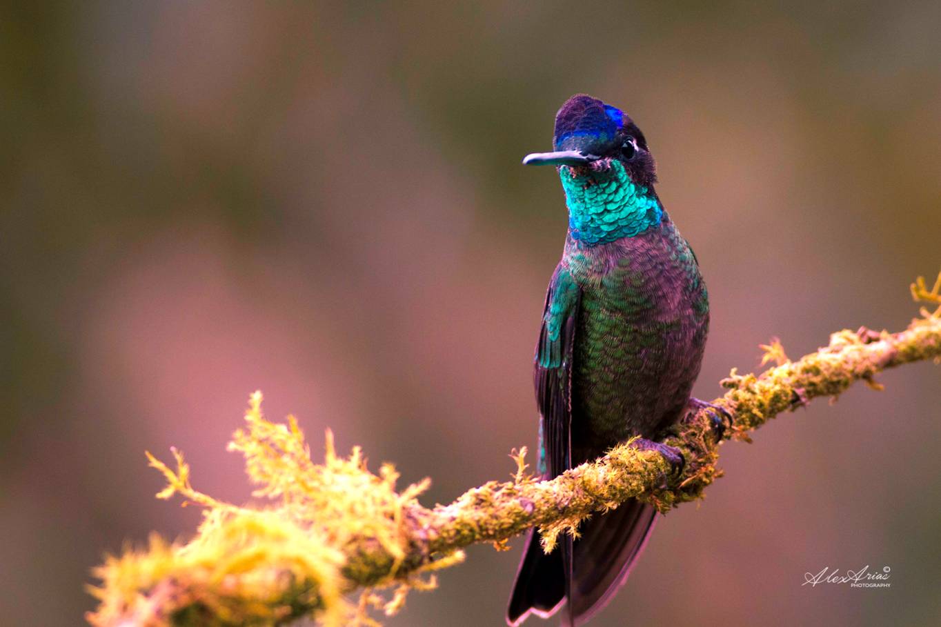Costa Rica bird seen on birding trip