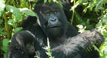 Rwanda gorillas