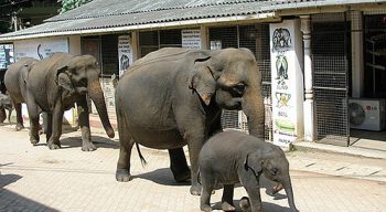 Elephants in Sri Lanka