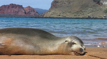 Seal on beach in Galapagos