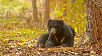 Sloth Bear