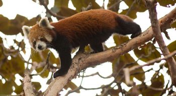 Red Panda