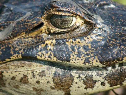 Go eyeball to eyeball with a caiman