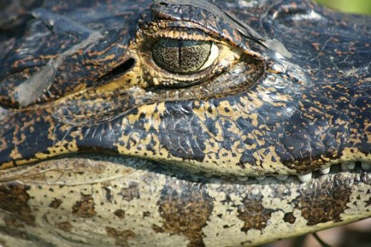 Go eyeball to eyeball with a caiman