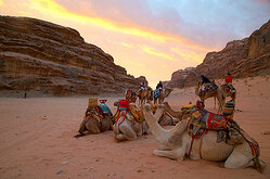 Camels rest in the desert