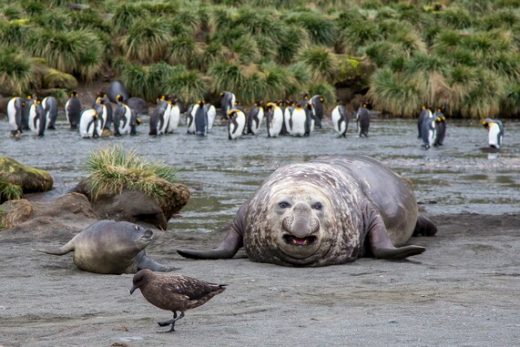 Experience many wildlife encounters