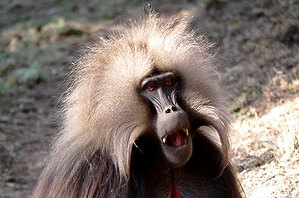 Watch the habits and activities of entertaining Gelada baboons