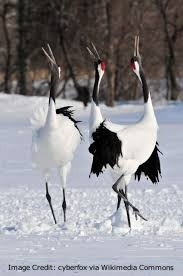 RedCrownedCranes-469385-edited.jpg