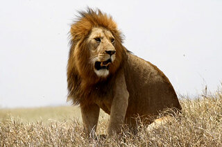 Simba-lion-593x393.jpg