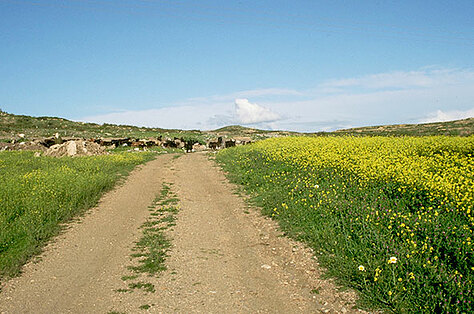 Field of green grass with cows