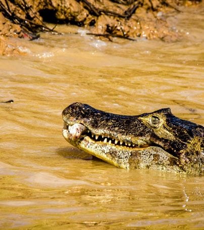 Alligator in the waters of the Pantanal, Brazil