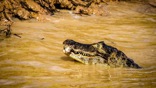 Alligator in the waters of the Pantanal, Brazil