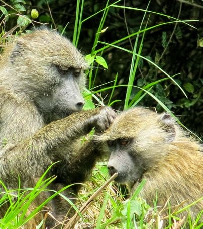 Two apes in Arusha National Park, Tanzania