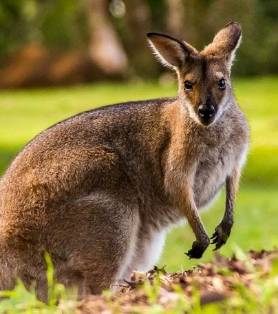 Wallaby in Australia