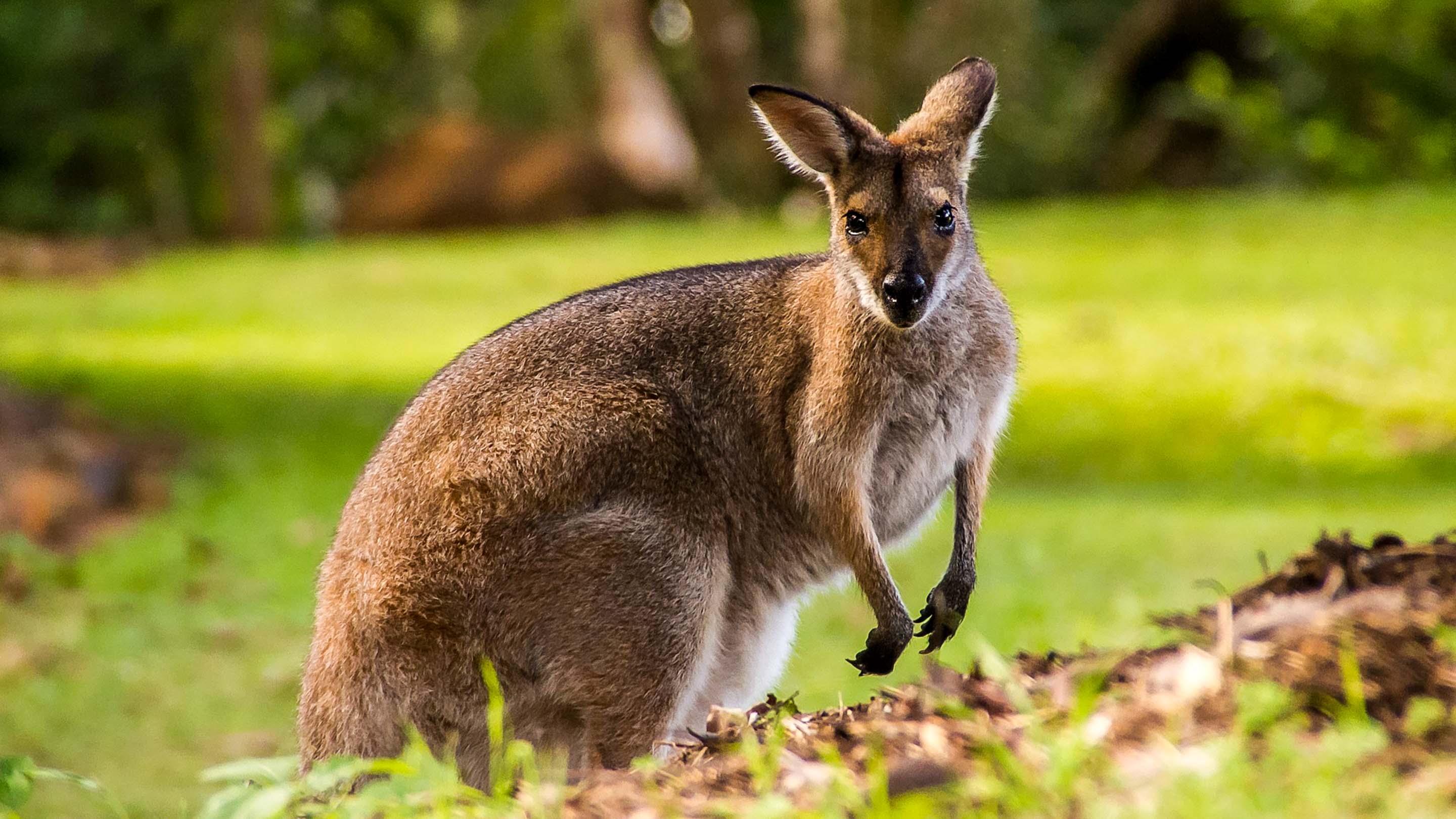 Wallaby in Australia