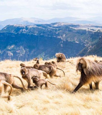 Baboons in the Semien Mountains National Park, Ethiopia