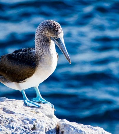 Blue footed booby stands on rock in Galapagos