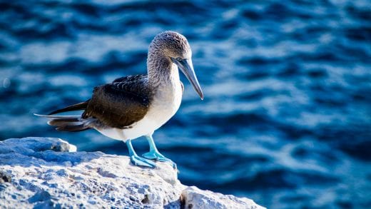 Blue footed booby stands on rock in Galapagos