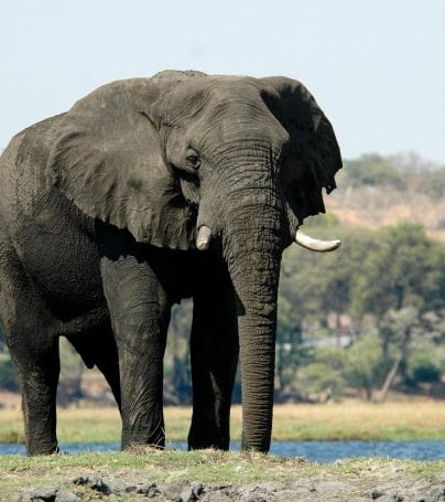 Elephant in Moremi Game Reserve in Botswana