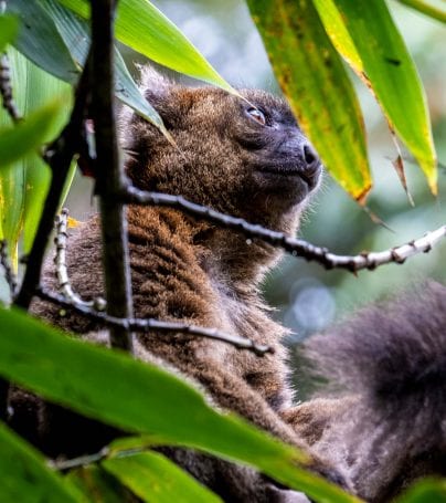 Brown bamboo lemur in the forests of Madagascar