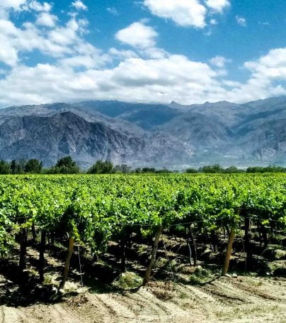 Vineyard in Cafayate, Argentina