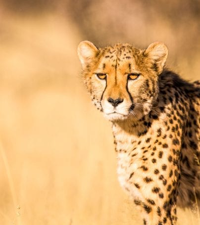 Cheetah standing in yellow grass