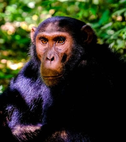 Chimpanzee in forest of Uganda