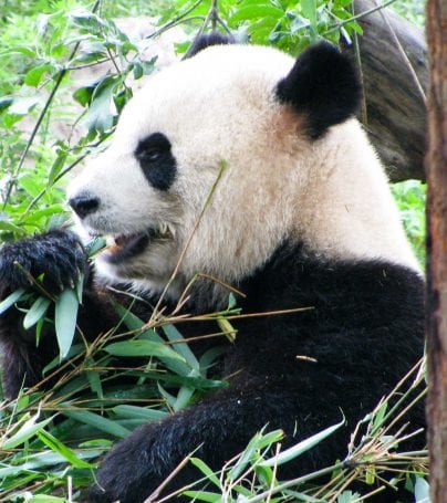 Panda munches on bamboo
