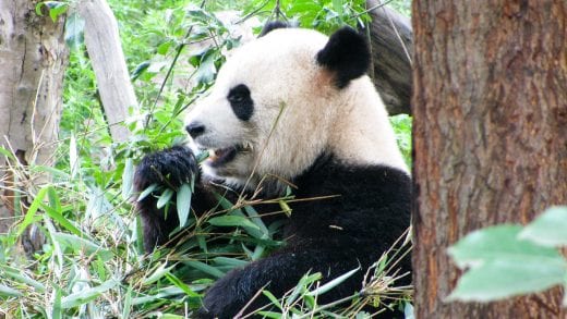 Panda munches on bamboo