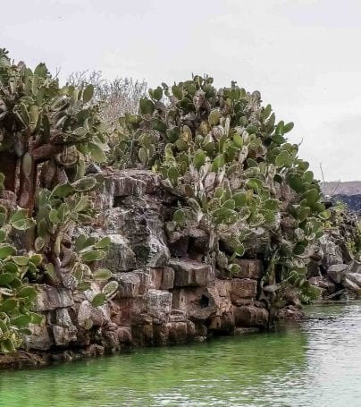 Coastal cliffs on Galapagos Island of Genovesa