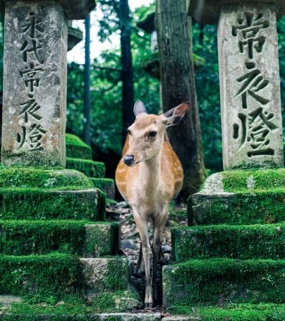 Deer stands near temple at Nara-Shi, Japan