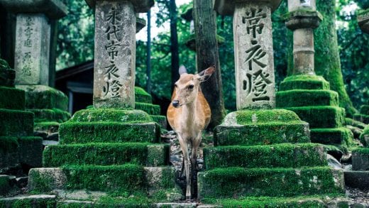 Deer stands near temple at Nara-Shi, Japan