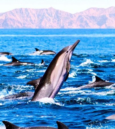 Pod of dolphins play in the waters of the Sea of Cortez