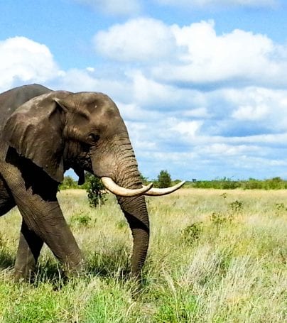 Elephant walking in Kruger National Park