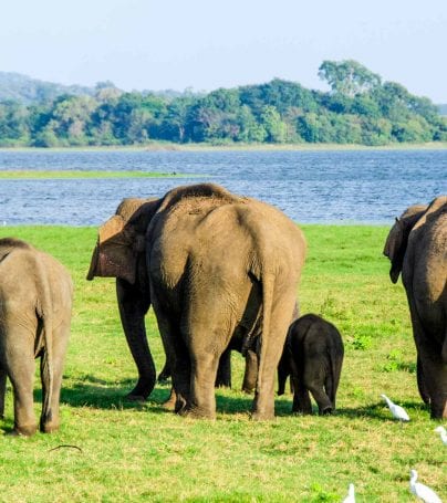 Elephants walk toward water in Sri Lanka