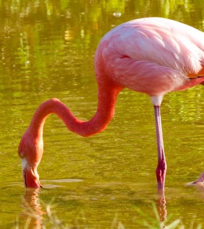 Flamingo drinks from water of Santa Cruz, Galapagos