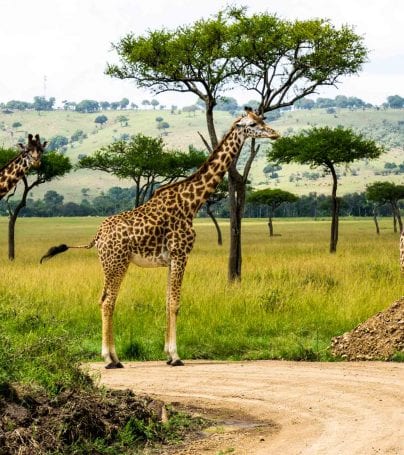 Three giraffes stand on road in Kenya