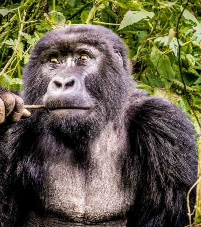 Gorilla chews on stick in Uganda forest