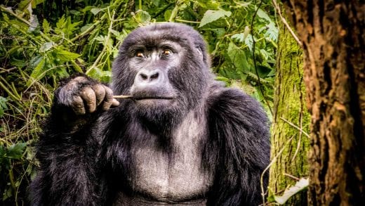 Gorilla chews on stick in Uganda forest