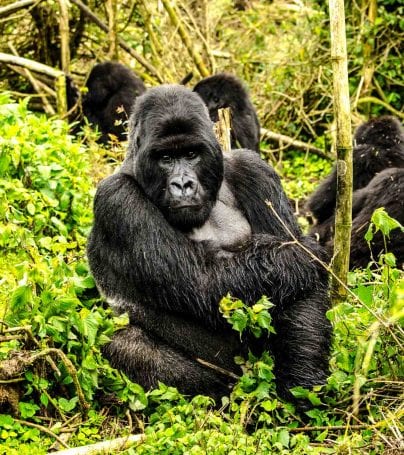 Gorillas in Volcanoes National Park, Rwanda