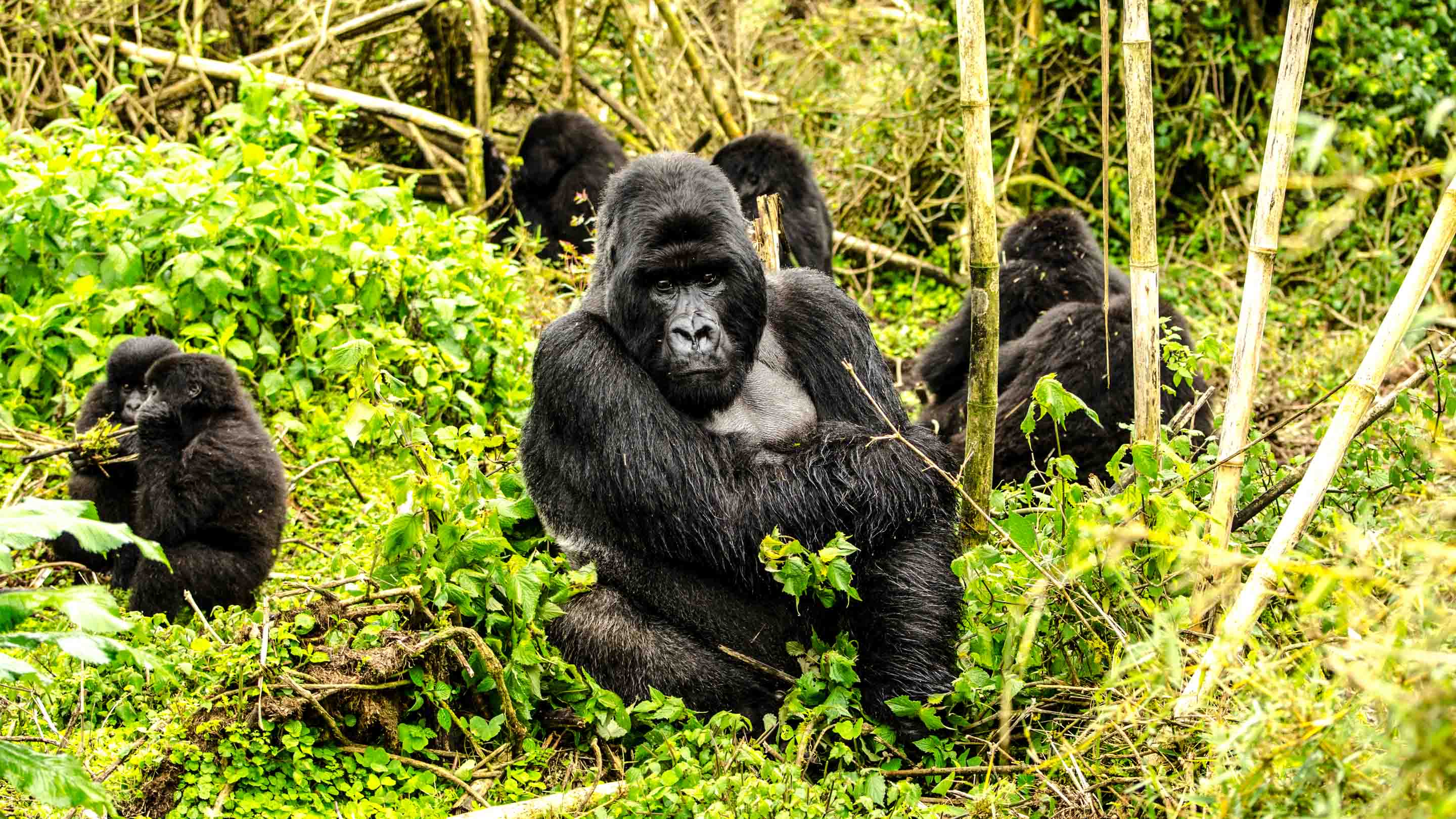 Gorillas in Volcanoes National Park, Rwanda