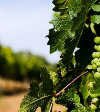 Close up of grapes in Cape Winelands, South Africa