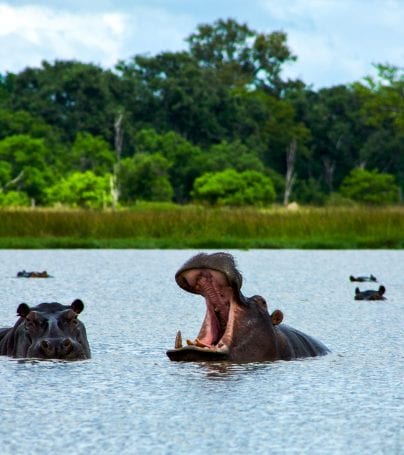 Hippopotamuses in water of Okavango Delta, Botswana