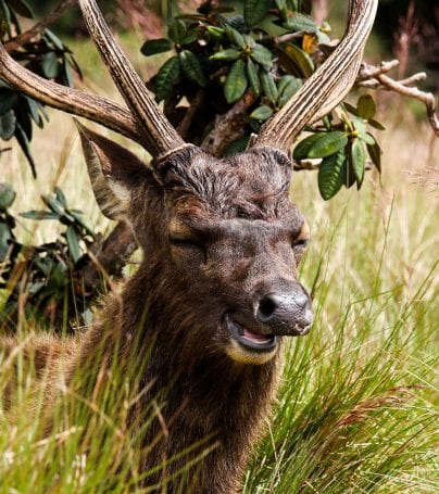 Horton Plains National Park, Sri Lanka