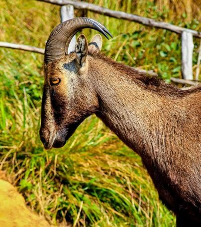 Ibex in park in India