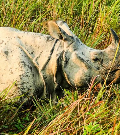 Rhino in the grass in India