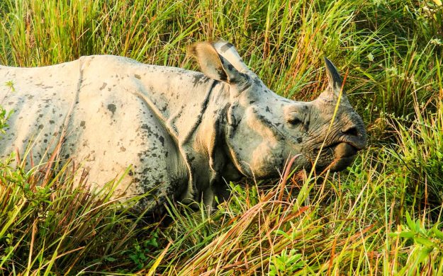 Rhino in the grass in India