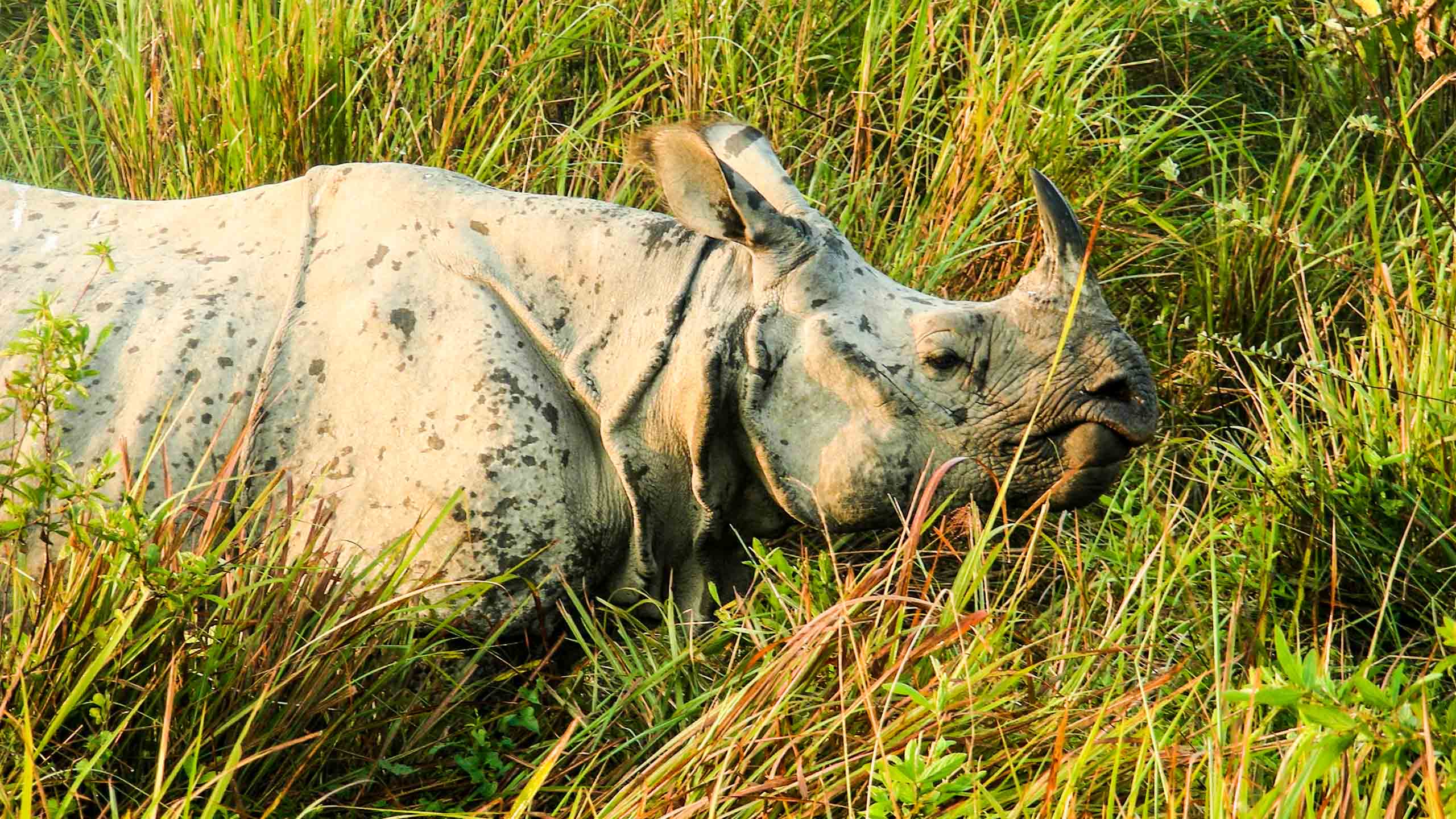 Rhino in the grass in India