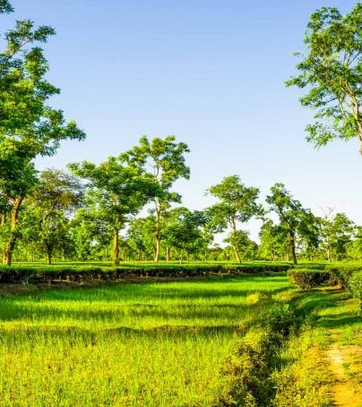 Patty field in Jorhat, India